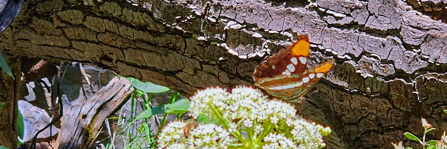 This Acastus Butterfly Posed Longer Than the Photo Session. | Fletcher Canyon / Fletcher Peak / Cockscomb Ridge Circuit | Mt. Charleston Wilderness | Spring Mountains, Nevada