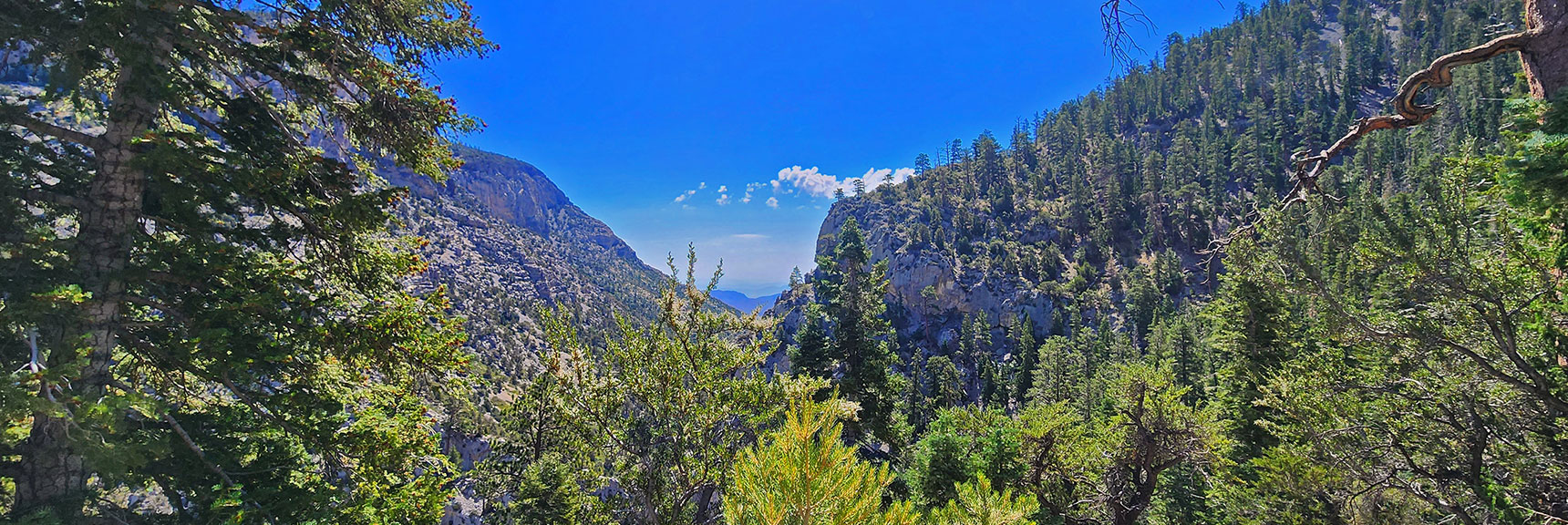 Downward View. Turns Out I May Be Not Too Far From North Loop Trail! | Fletcher Canyon / Fletcher Peak / Cockscomb Ridge Circuit | Mt. Charleston Wilderness | Spring Mountains, Nevada