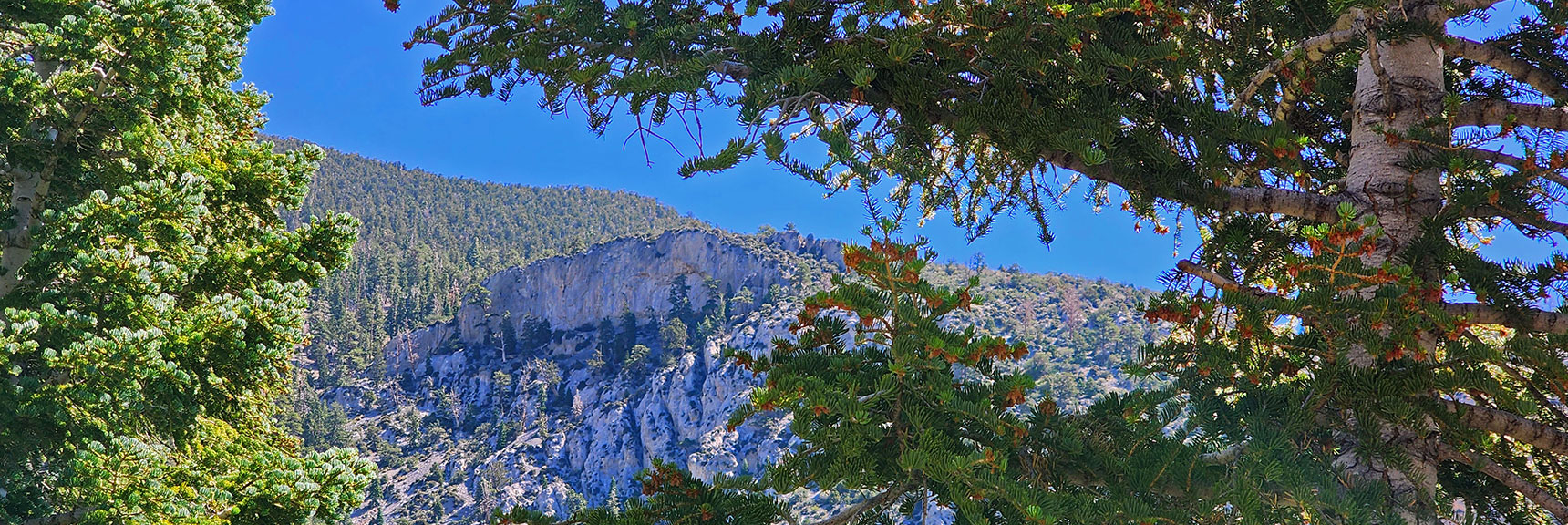 Potential Fletcher Peak Ascent Point Across Canyon | Fletcher Canyon / Fletcher Peak / Cockscomb Ridge Circuit | Mt. Charleston Wilderness | Spring Mountains, Nevada