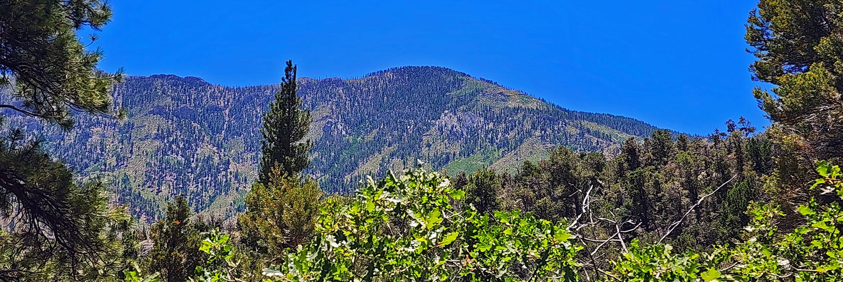 Harris Mountain From Lower Fletcher Canyon | Fletcher Canyon / Fletcher Peak / Cockscomb Ridge Circuit | Mt. Charleston Wilderness | Spring Mountains, Nevada
