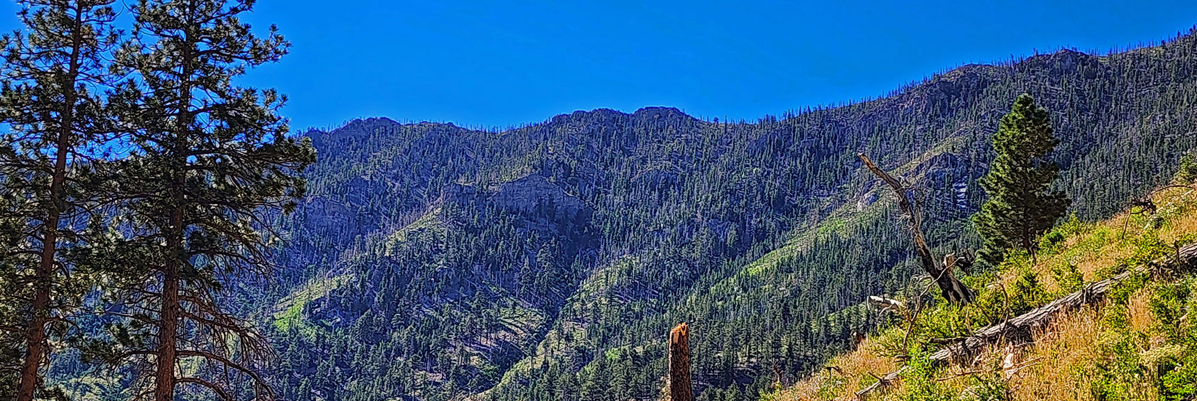 Note Rocky Ledge on Fletcher View Ridge (Right of Trees), Barrier to That Ridge Ascent. | Fletcher Canyon to Harris Mountain Summit | Mt Charleston Wilderness, Nevada