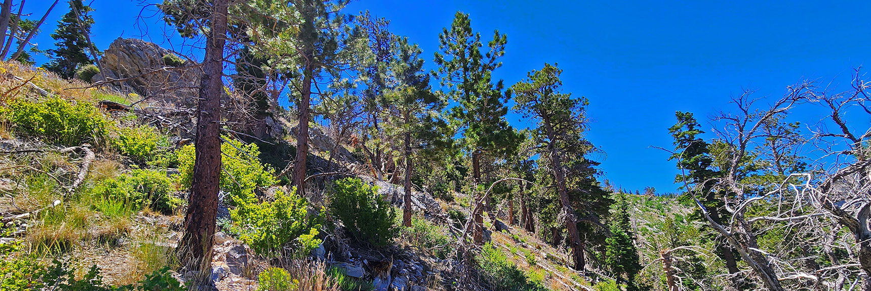 Now Ascending Middle of Western Approach Ridge. Incline Levels Out a Bit. | Fletcher Canyon to Harris Mountain Summit | Mt Charleston Wilderness, Nevada