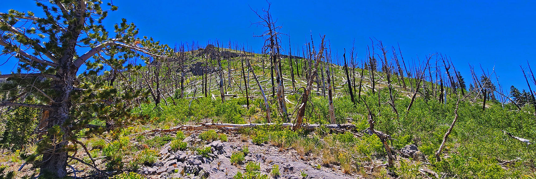 Grassy Stretch Through Burn Area at About 9,500ft on Upper Western Approach Ridge. | Fletcher Canyon to Harris Mountain Summit | Mt Charleston Wilderness, Nevada