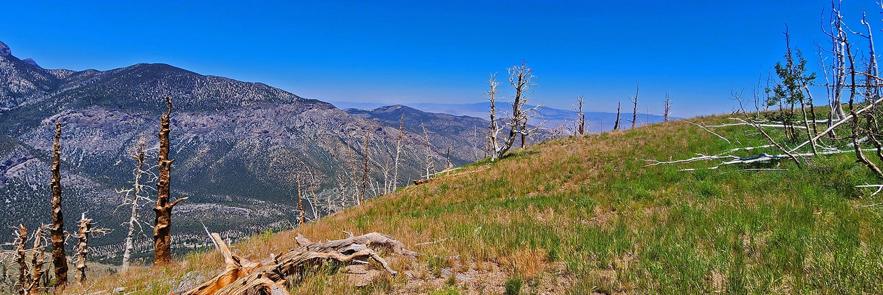 Grassy Burn Area, Burned Bristlecone Pines, About 9,700ft on Western Approach Ridge. | Fletcher Canyon to Harris Mountain Summit | Mt Charleston Wilderness, Nevada