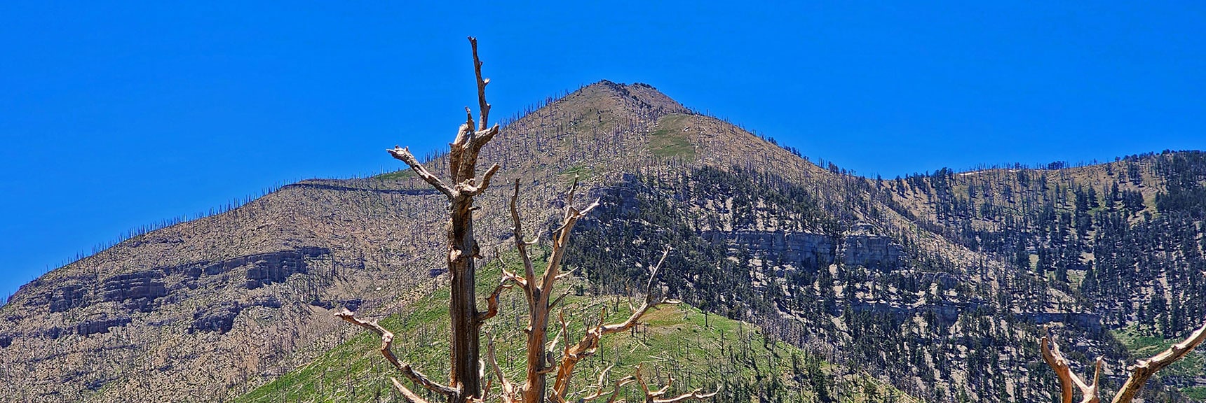Griffith Peak from Near Harris Mt. Summit. | Fletcher Canyon to Harris Mountain Summit | Mt Charleston Wilderness, Nevada