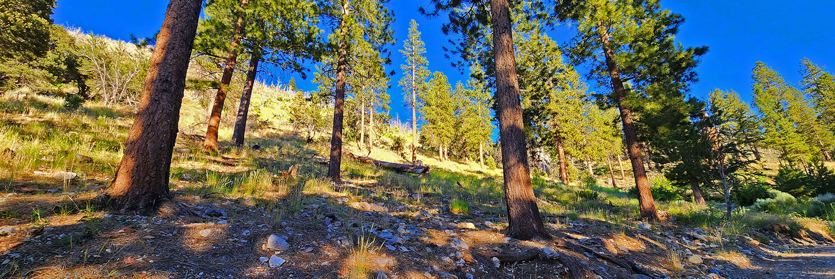 This Will Work Better as Future Ascent Route. East Side of W. Ridge. | Fletcher Canyon to Harris Mountain Summit | Mt Charleston Wilderness, Nevada