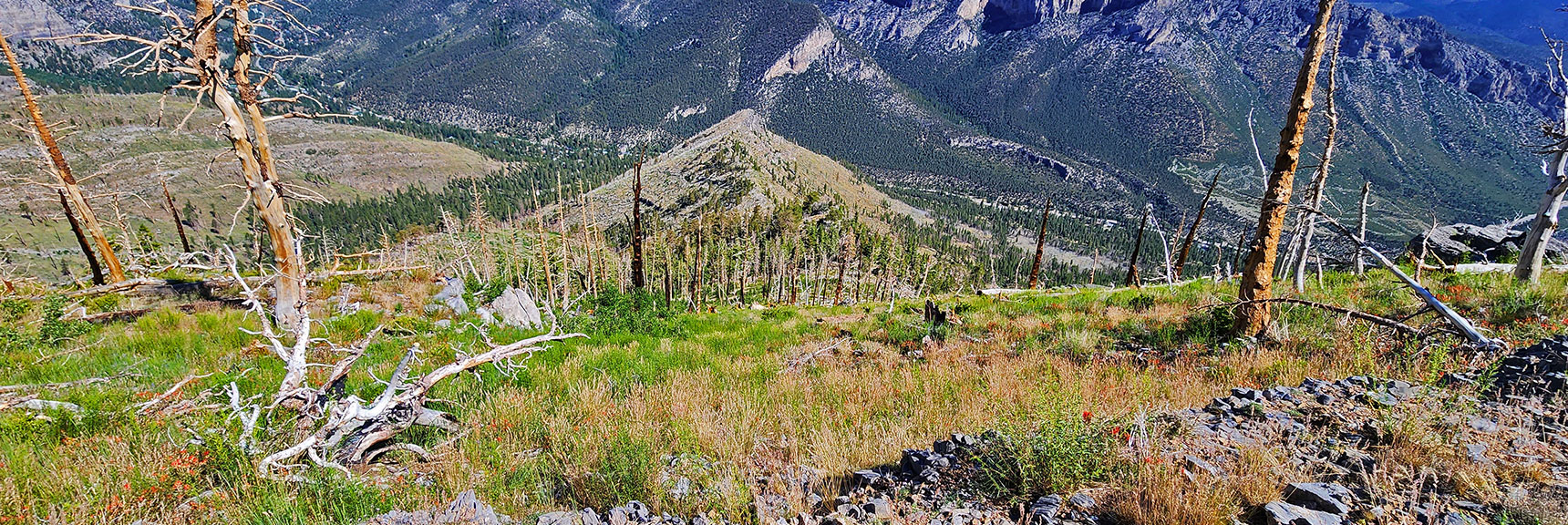 View Down First Grassy Burn Area and Beyond Down Ridge Spine | Fletcher Canyon Trailhead to Harris Mountain Summit to Griffith Peak Summit Circuit Adventure | Mt. Charleston Wilderness, Nevada