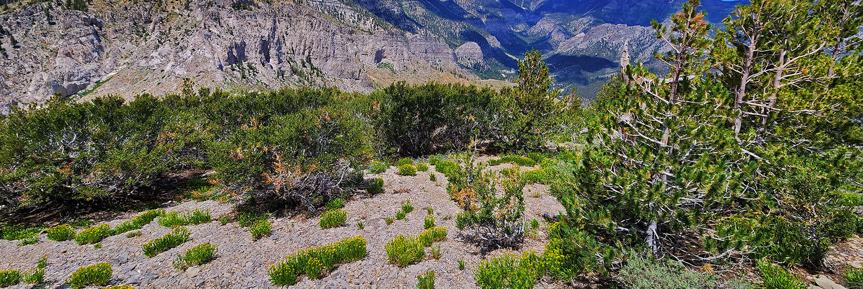 Passing Through Mountain Mahogany and Bristlecone Pines During Descent | Fletcher Canyon Trailhead to Harris Mountain Summit to Griffith Peak Summit Circuit Adventure | Mt. Charleston Wilderness, Nevada