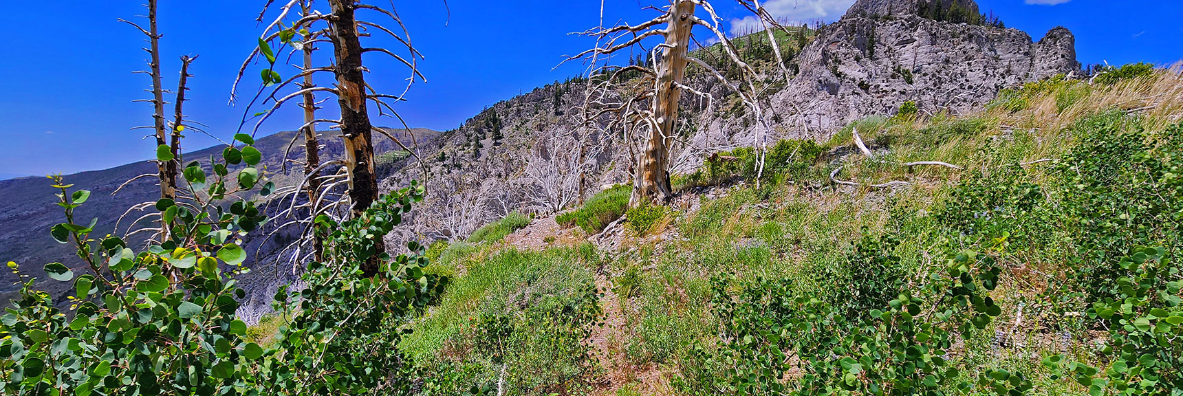 Connected with Griffith Peak Trail, Ascends Cliffs and Ridge to Griffith Peak Summit | Fletcher Canyon Trailhead to Harris Mountain Summit to Griffith Peak Summit Circuit Adventure | Mt. Charleston Wilderness, Nevada