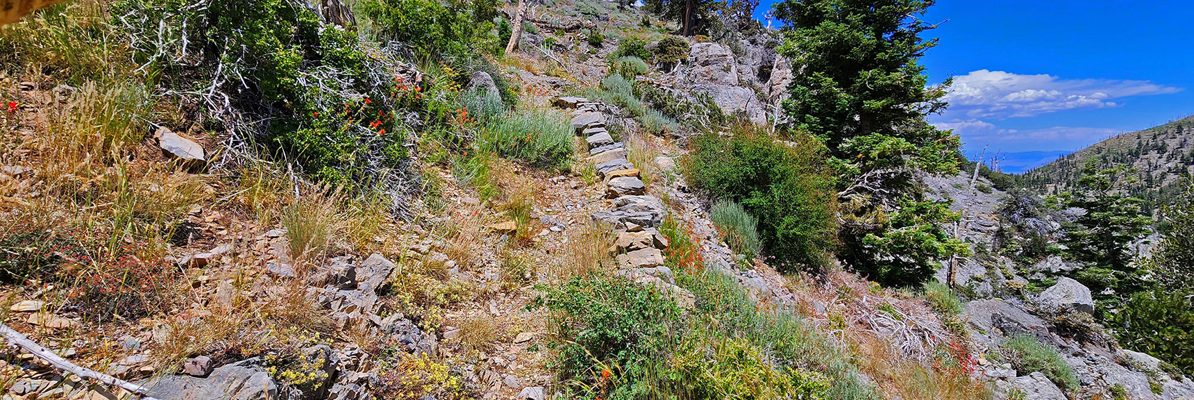 The Trail is Beginning to Get Overgrown Here, But Still Obvious. | Fletcher Canyon Trailhead to Harris Mountain Summit to Griffith Peak Summit Circuit Adventure | Mt. Charleston Wilderness, Nevada