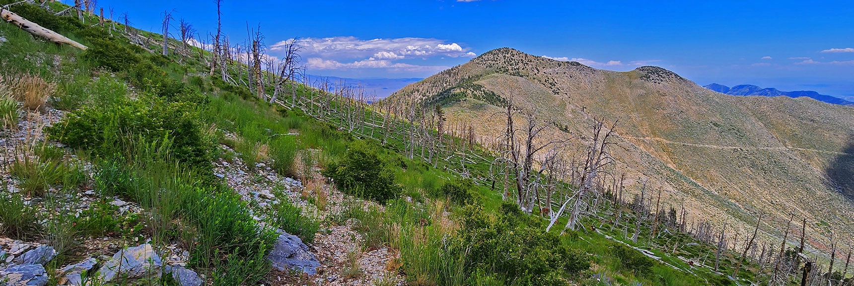 Trail Disappearing. Hard But Not Impossible to Stay on Track. | Fletcher Canyon Trailhead to Harris Mountain Summit to Griffith Peak Summit Circuit Adventure | Mt. Charleston Wilderness, Nevada