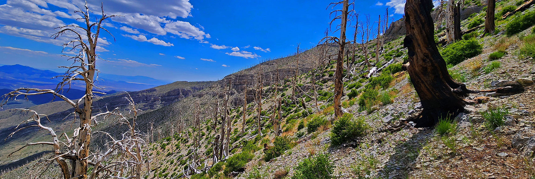 Now Back on East (Left) Side of Ridge. Greater Incline, More Rugged, But Trail Continues. | Fletcher Canyon Trailhead to Harris Mountain Summit to Griffith Peak Summit Circuit Adventure | Mt. Charleston Wilderness, Nevada