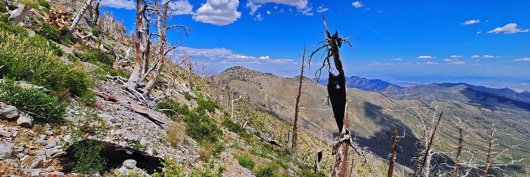 View Back to Harris Mt. from East Side of Griffith Ridge. Burn forms Fantastic Shapes. | Fletcher Canyon Trailhead to Harris Mountain Summit to Griffith Peak Summit Circuit Adventure | Mt. Charleston Wilderness, Nevada