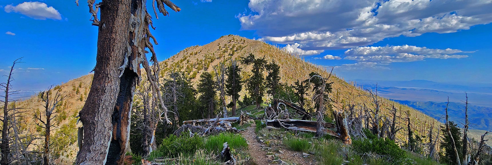 View Back Up to Griffith Peak from Junction Area Where Trail Splits Toward Charleston Peak. | Fletcher Canyon Trailhead to Harris Mountain Summit to Griffith Peak Summit Circuit Adventure | Mt. Charleston Wilderness, Nevada
