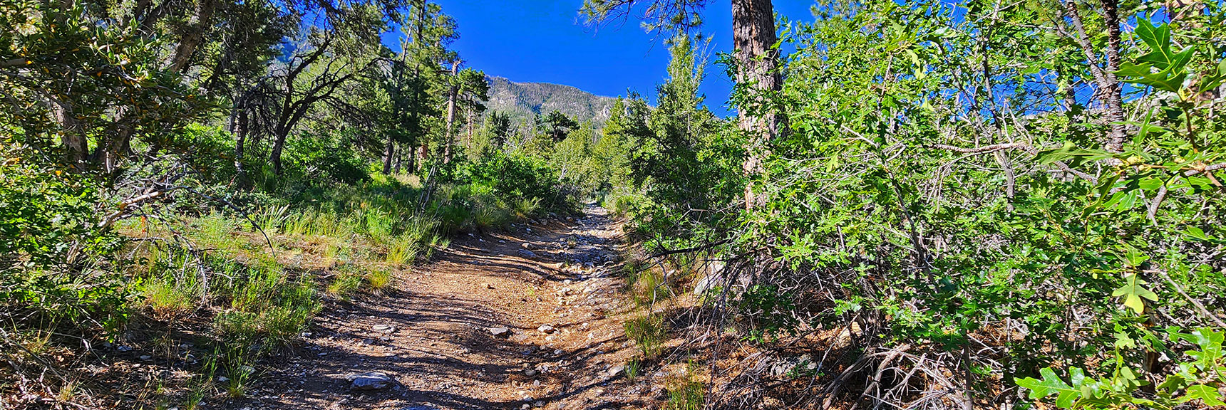 Continue Upward on Maintenance Road Through Lower Forested Area | Fletcher View Ridge | Mt Charleston Wilderness, Nevada