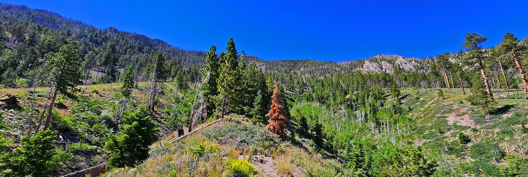 Ridge Narrows, Burn Area Gives Way to Pine Forest, and a Faint Trail | Fletcher View Ridge | Mt Charleston Wilderness, Nevada