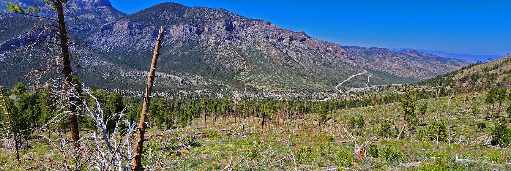 Descending Through Burn Area Toward Base of Ridge | Fletcher View Ridge | Mt Charleston Wilderness, Nevada