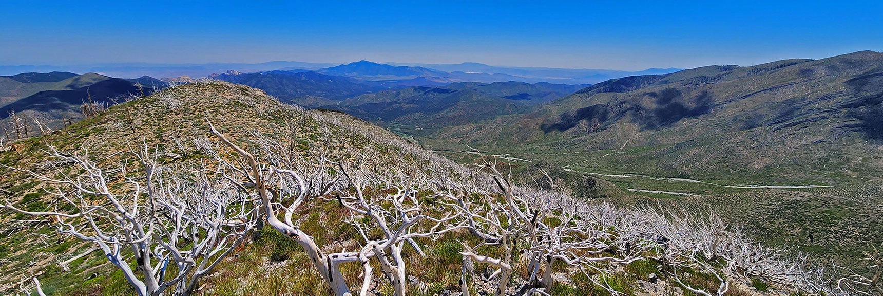 Trees in Burn Area Have Wirey Branched at This Altitude vs. Brittle At Lower Altitudes. | Wilson Ridge to Harris Mountain | Lovell Canyon, Nevada