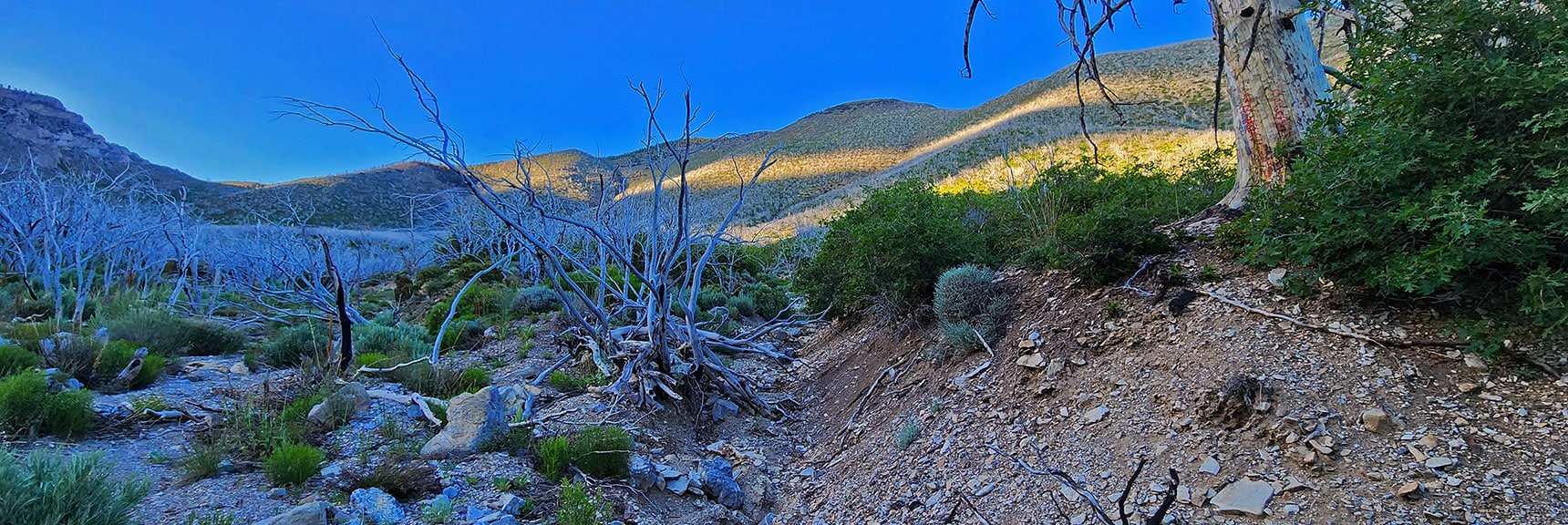 View Back Up Wash Toward Wilson Ridge Above. | Wilson Ridge to Harris Mountain | Lovell Canyon, Nevada