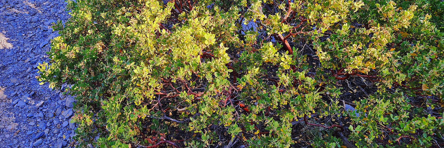 Pointed-Leaf Manzanita, Common Plant at This Elevation in The Spring Mountains. | Fletcher Canyon / Fletcher Peak / Cockscomb Ridge Circuit | Mt. Charleston Wilderness | Spring Mountains, Nevada
