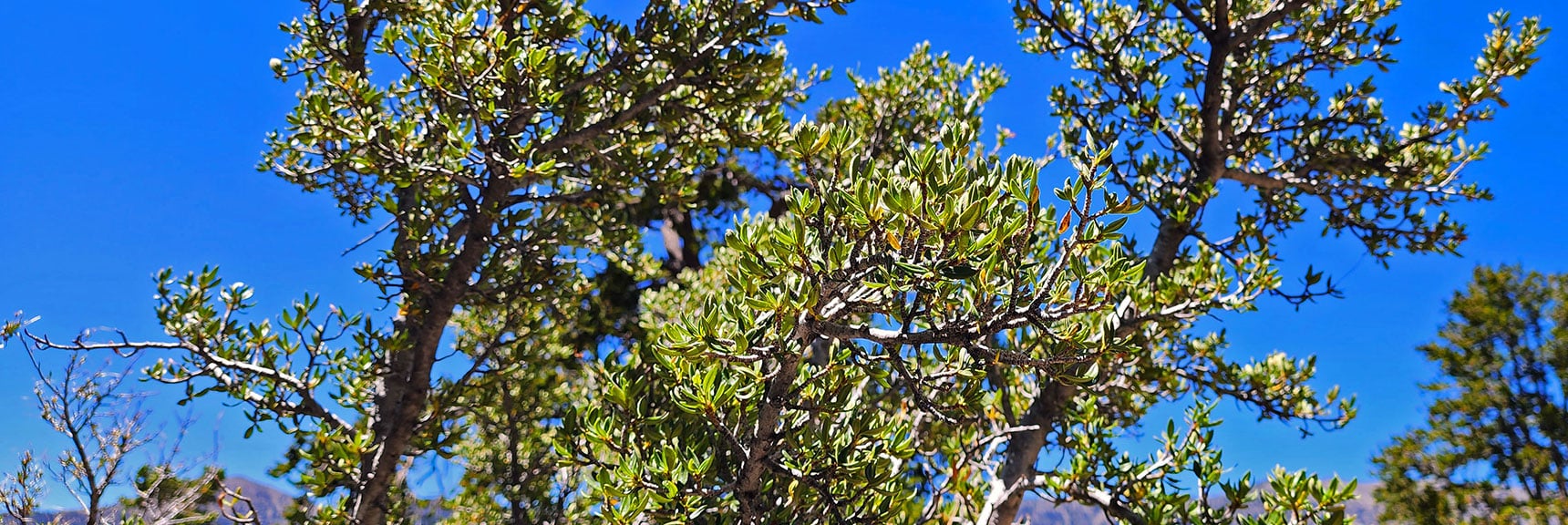 Mountain Mahogany. Curled Leaves Help Reduce Arid Sunlight, Preserve Moisture. | Fletcher Canyon / Fletcher Peak / Cockscomb Ridge Circuit | Mt. Charleston Wilderness | Spring Mountains, Nevada