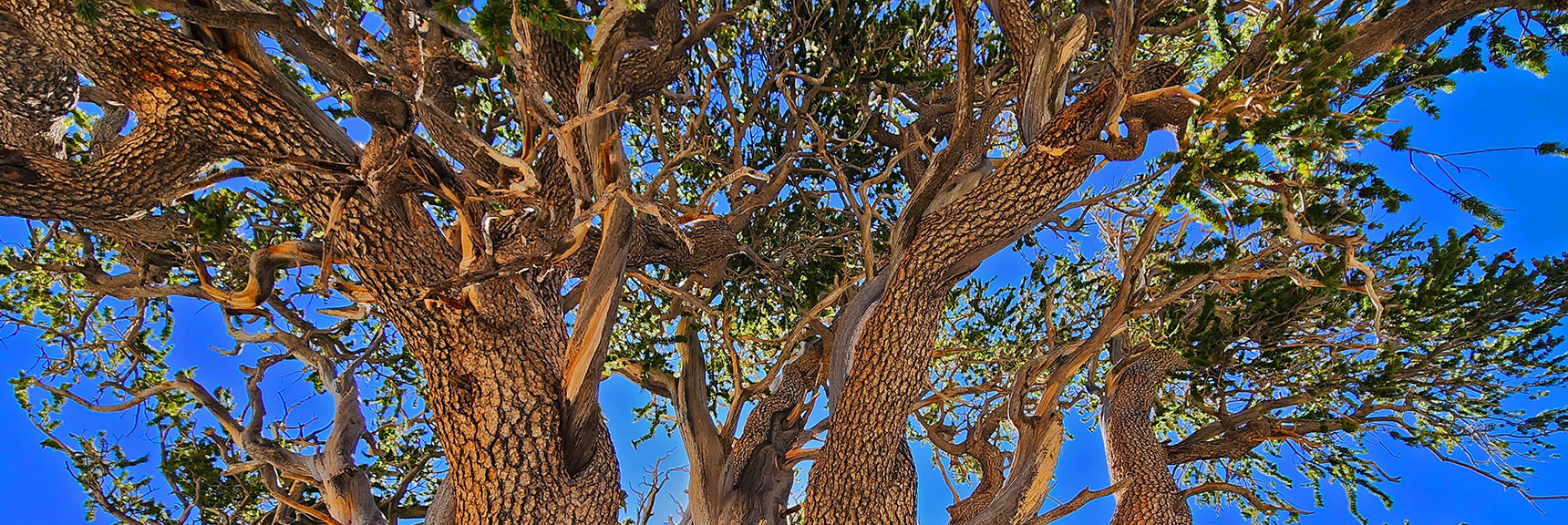 Raintree: 3,000+-yr-old Bristlecone Pine. 500 Years Old During Classical Greek Times. | Fletcher Canyon / Fletcher Peak / Cockscomb Ridge Circuit | Mt. Charleston Wilderness | Spring Mountains, Nevada