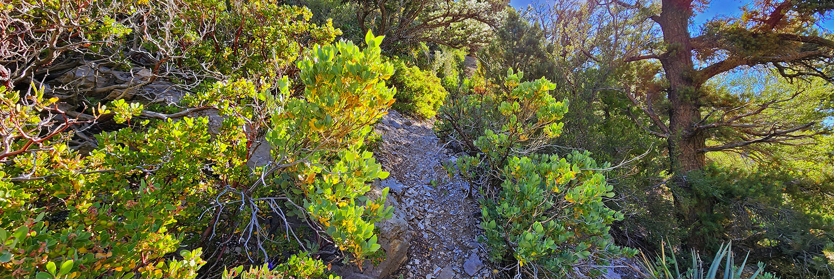The Hidden Fletcher Peak Ascent Trail is a Right Turn Off End of Wide Gravel Trail. | Fletcher Canyon / Fletcher Peak / Cockscomb Ridge Circuit | Mt. Charleston Wilderness | Spring Mountains, Nevada