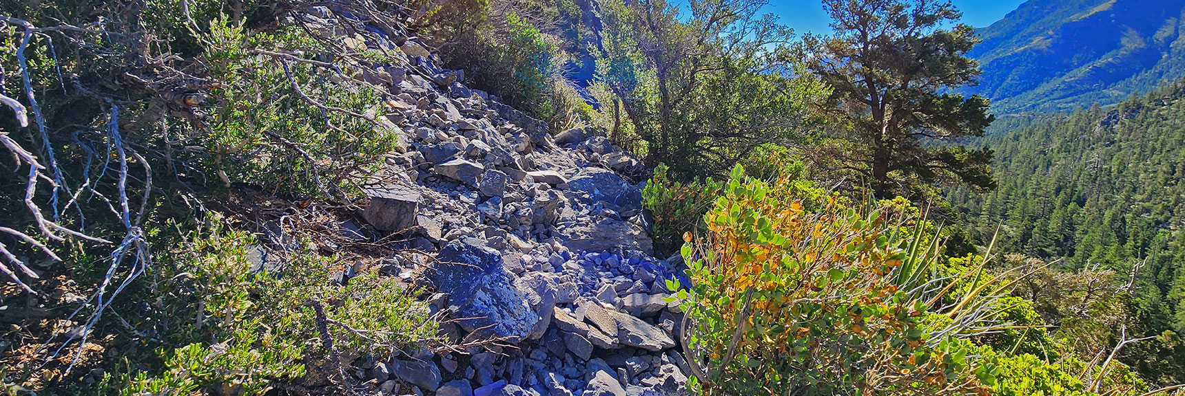 Rocky and Steep in Places, the Ascent Trail is Still a Fairly Easy Walk. | Fletcher Canyon / Fletcher Peak / Cockscomb Ridge Circuit | Mt. Charleston Wilderness | Spring Mountains, Nevada