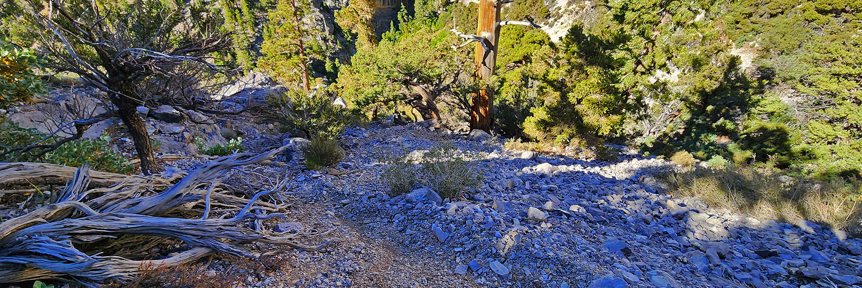 I Wrongly Tried to Navigate Above the Gully. Should Have Stayed in the Gully. | Fletcher Canyon / Fletcher Peak / Cockscomb Ridge Circuit | Mt. Charleston Wilderness | Spring Mountains, Nevada