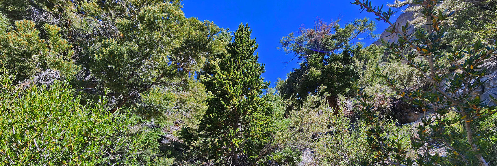 First Bristlecone Pine, Around 9,000ft Elevation in Gully by Now | Fletcher Canyon / Fletcher Peak / Cockscomb Ridge Circuit | Mt. Charleston Wilderness | Spring Mountains, Nevada