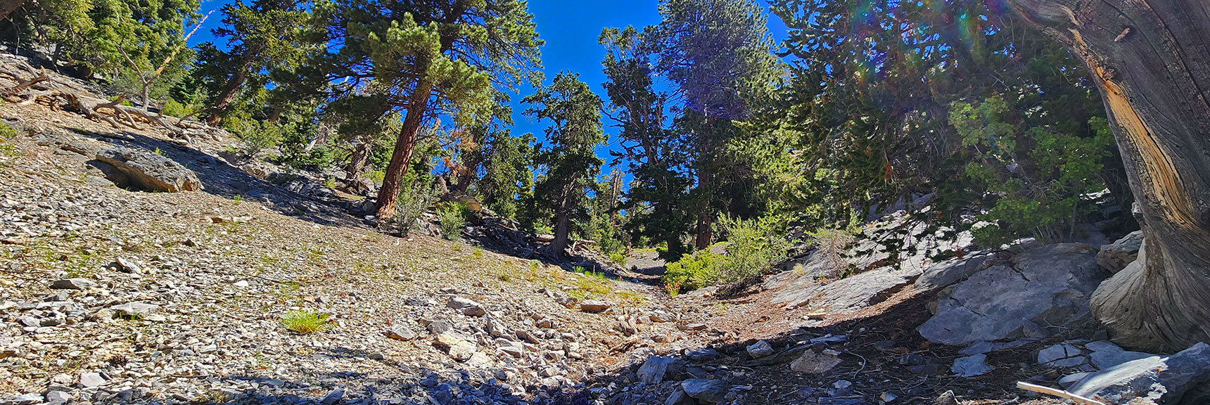 Not Far Above 9,000ft Gully Becomes Shallow, Soon to Disappear. | Fletcher Canyon / Fletcher Peak / Cockscomb Ridge Circuit | Mt. Charleston Wilderness | Spring Mountains, Nevada