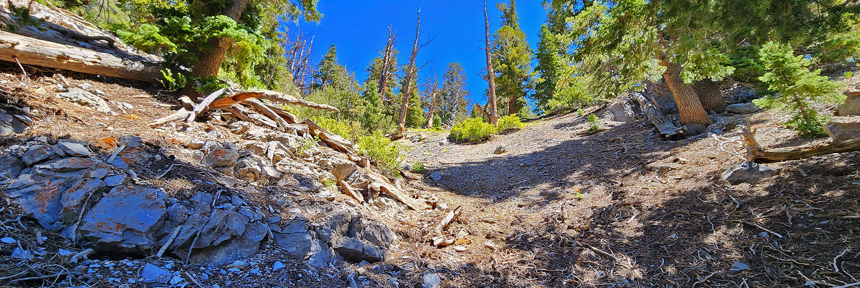 Now About 6-700ft Below Fletcher Peak Summit. Upper Approach Gully. | Fletcher Canyon / Fletcher Peak / Cockscomb Ridge Circuit | Mt. Charleston Wilderness | Spring Mountains, Nevada