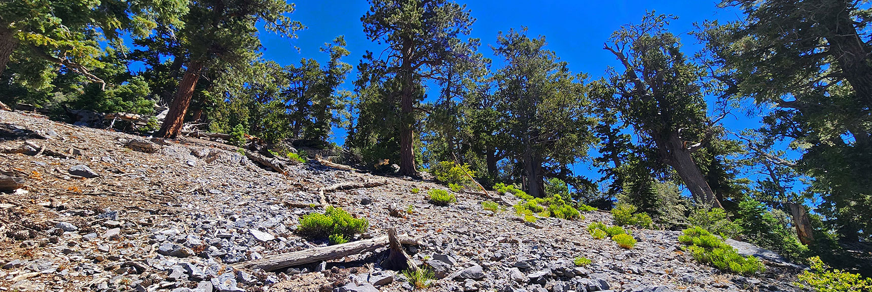Shallow Gully Disappears at About 400ft Elevation Below Fletcher Peak Summit | Fletcher Canyon / Fletcher Peak / Cockscomb Ridge Circuit | Mt. Charleston Wilderness | Spring Mountains, Nevada