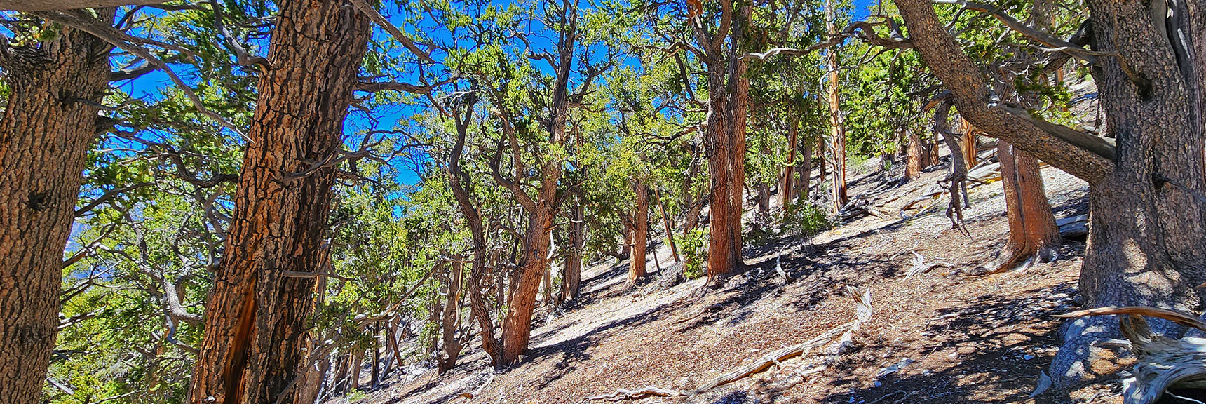 Angle of the Bristlecone Pines Reveals Angle on Incline Around 100ft Below Summit | Fletcher Canyon / Fletcher Peak / Cockscomb Ridge Circuit | Mt. Charleston Wilderness | Spring Mountains, Nevada