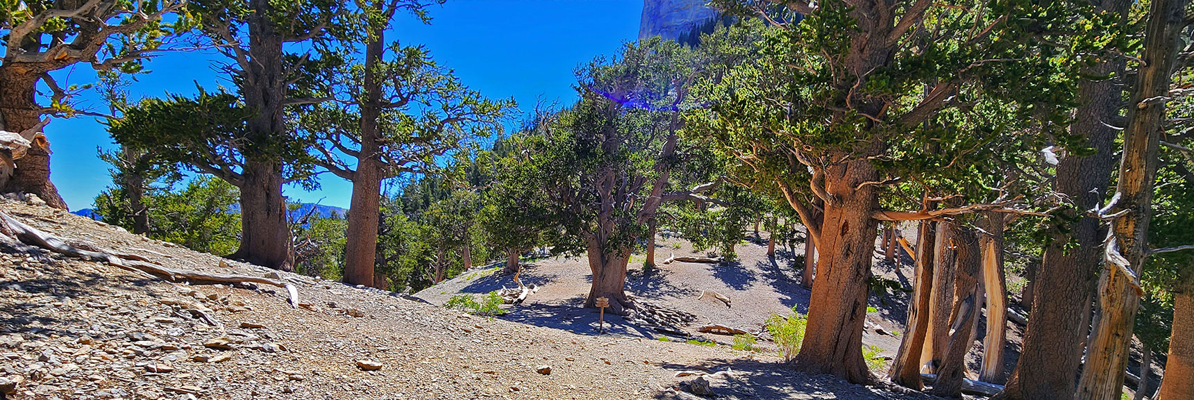 Now Approaching 3,000-year-old Raintree on the North Loop Trail | Fletcher Canyon / Fletcher Peak / Cockscomb Ridge Circuit | Mt. Charleston Wilderness | Spring Mountains, Nevada