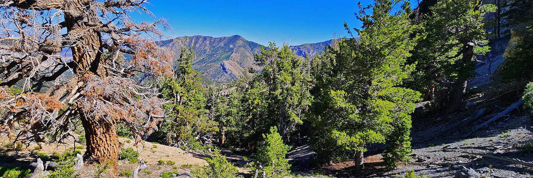 Harris Mt. and West Approach Ridge Are Good Landmarks to Aim For. | Fletcher Canyon / Fletcher Peak / Cockscomb Ridge Circuit | Mt. Charleston Wilderness | Spring Mountains, Nevada