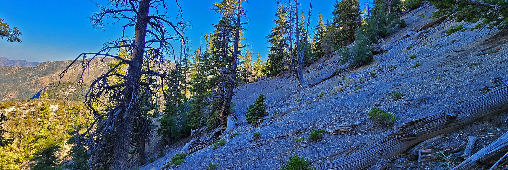 Skirt Just About 200ft Below Cockscomb Ridge Cliffs. You'll Cross 3 Descent Ridges. | Fletcher Canyon / Fletcher Peak / Cockscomb Ridge Circuit | Mt. Charleston Wilderness | Spring Mountains, Nevada