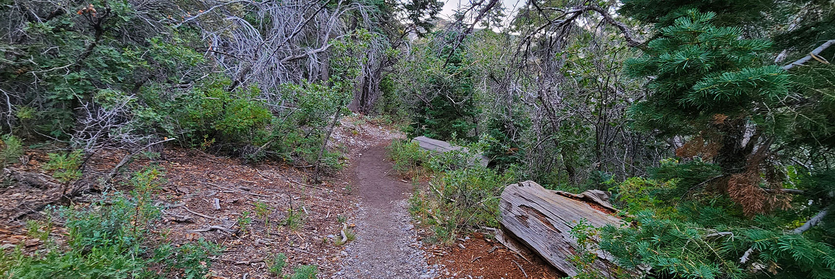 Nice Trail Takes You from Stanley B. Spring to Kyle Canyon Road! | Fletcher Canyon / Fletcher Peak / Cockscomb Ridge Circuit | Mt. Charleston Wilderness | Spring Mountains, Nevada