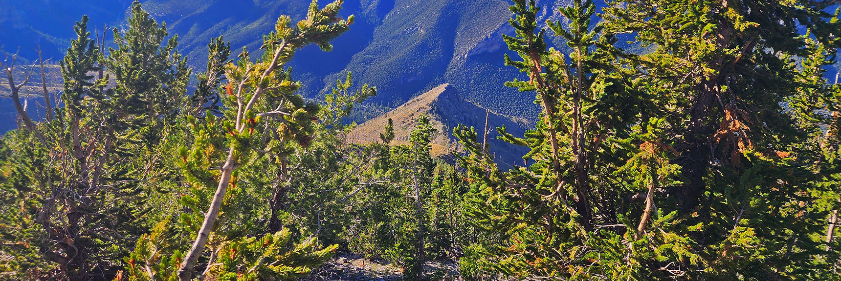 Setting Sites on Ridgeline Below While Descending Through Bristlecone Pine Stretch | Harris Mountain Triangle | Mt Charleston Wilderness, Nevada