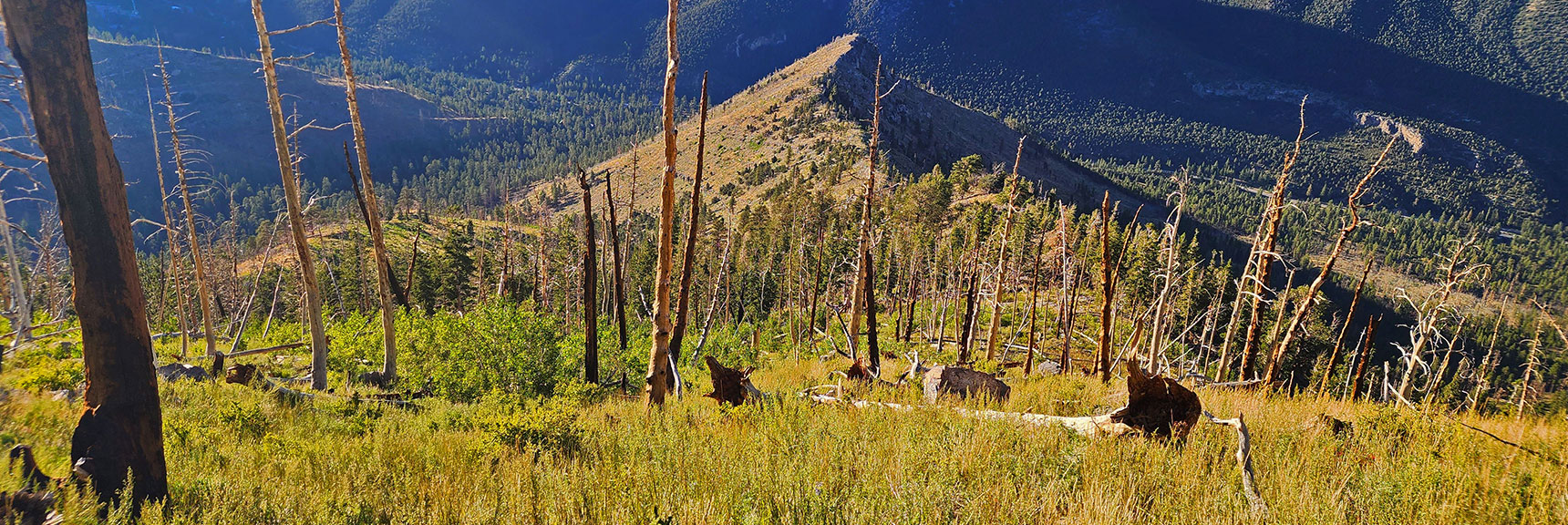 Grassy Hill Stretch Below Aspen Hill Stretch. Carefully Navigate Fallen Logs. | Harris Mountain Triangle | Mt Charleston Wilderness, Nevada