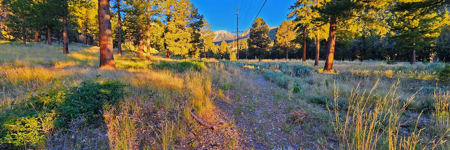 Prior Image: View Back Up Forest Rd. 579 Along Western Ridgeline Base to Left | Harris Mountain Triangle | Mt Charleston Wilderness, Nevada