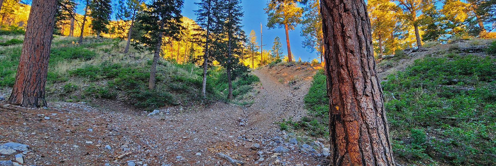 Prior Image: View Back Where Sharp Descent Marks Point to Take Road Branch Toward Acastus Trail | Harris Mountain Triangle | Mt Charleston Wilderness, Nevada