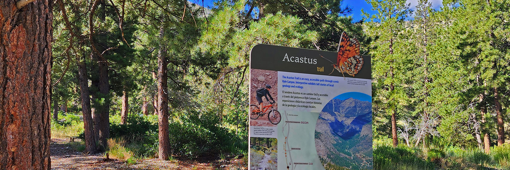 Take a Left onto the Acastus Trail. | Harris Mountain Triangle | Mt Charleston Wilderness, Nevada