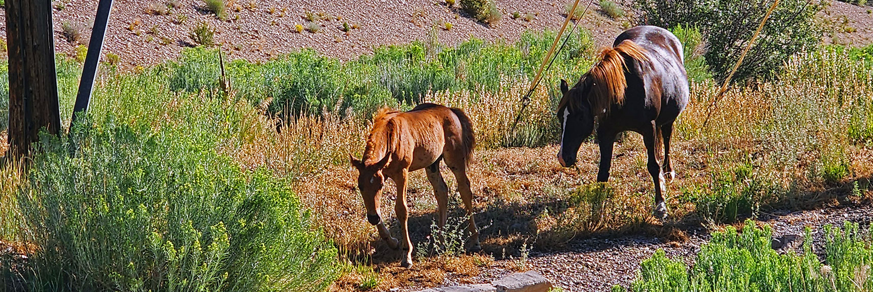 Wild Horses at Charleston Lodge Today | Harris Mountain Triangle | Mt Charleston Wilderness, Nevada
