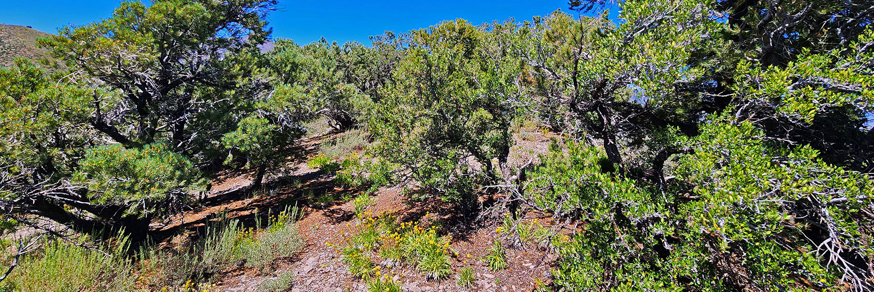 Continuing Through Mixed Pinyon Pine/Mountain Mahogany Pigmy Forest. | Wilson Ridge Lower Loop | Lovell Canyon, Nevada