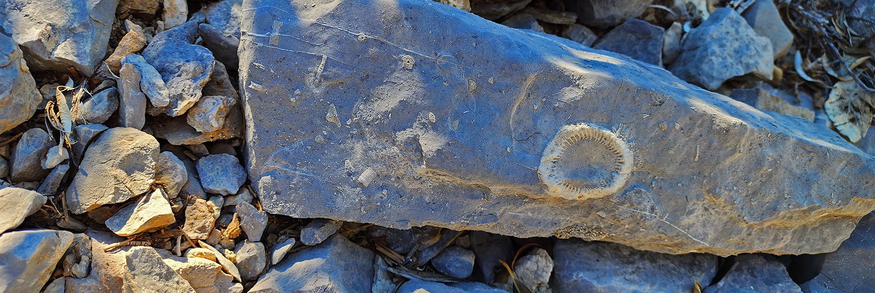450-Million-Year-Old Sea Anemone Fossil Embedded in the Limestone? Look for Smaller Fossils Too! | Red Rock Summit | Lovell Canyon & Rainbow Mountain Wilderness, Nevada