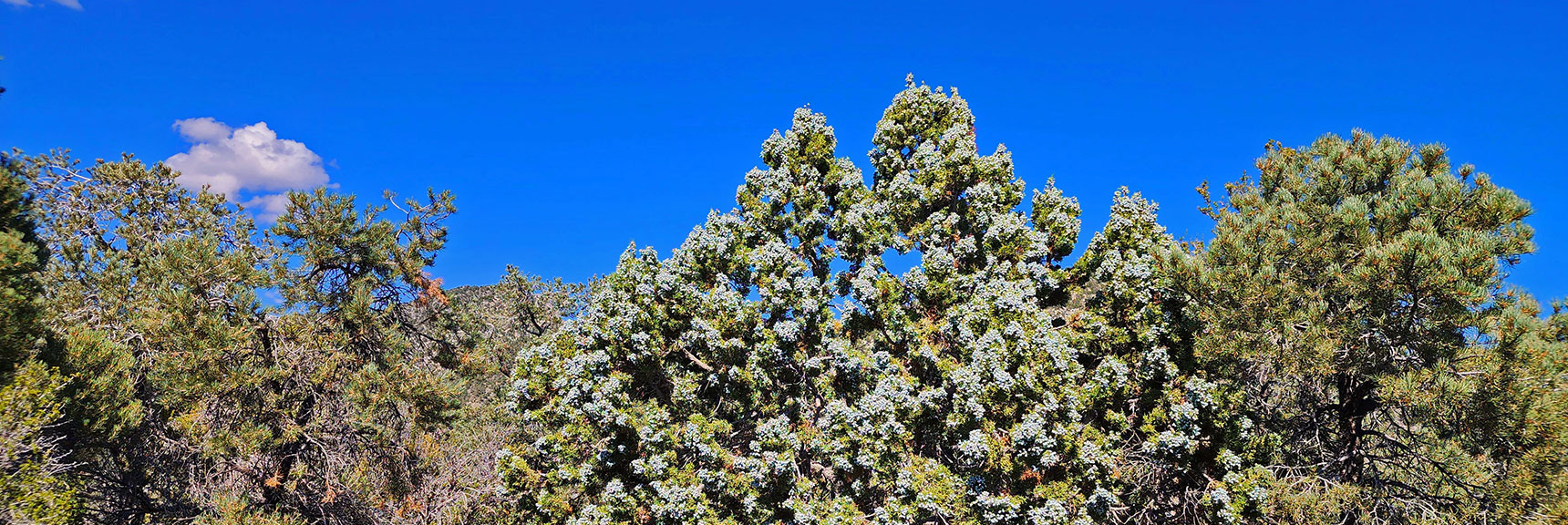 Juniper Tree Filled with New Berries. | Red Rock Summit | Lovell Canyon & Rainbow Mountain Wilderness, Nevada