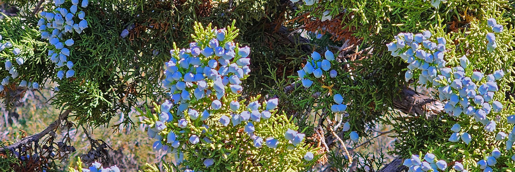 Bright Blue Juniper Berries. In Season This 2nd Week of September. | Red Rock Summit | Lovell Canyon & Rainbow Mountain Wilderness, Nevada