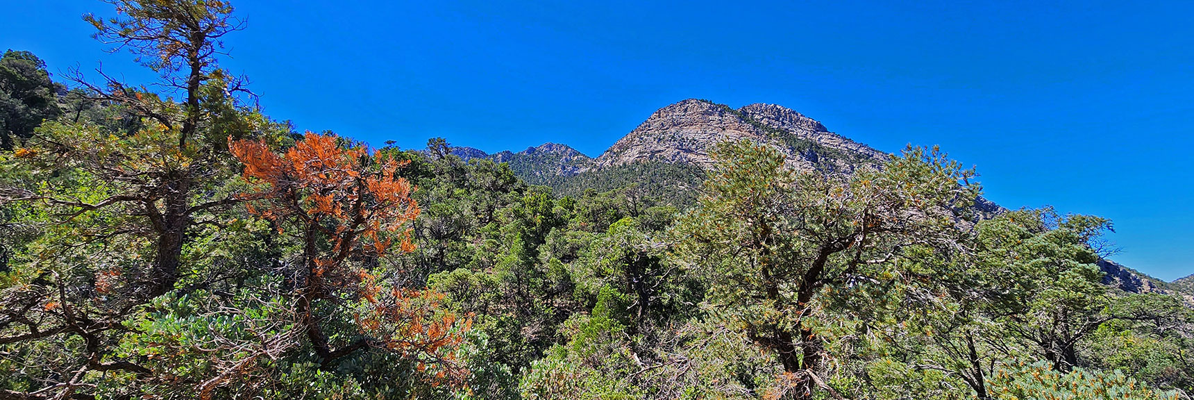 Higher View of Southern Wilson Ridge Heading Toward the Rainbow Mts. Upper Crest Ridgeline. | Rocky Gap Rd to Bridge Mt Trailhead | Lovell Canyon, Nevada