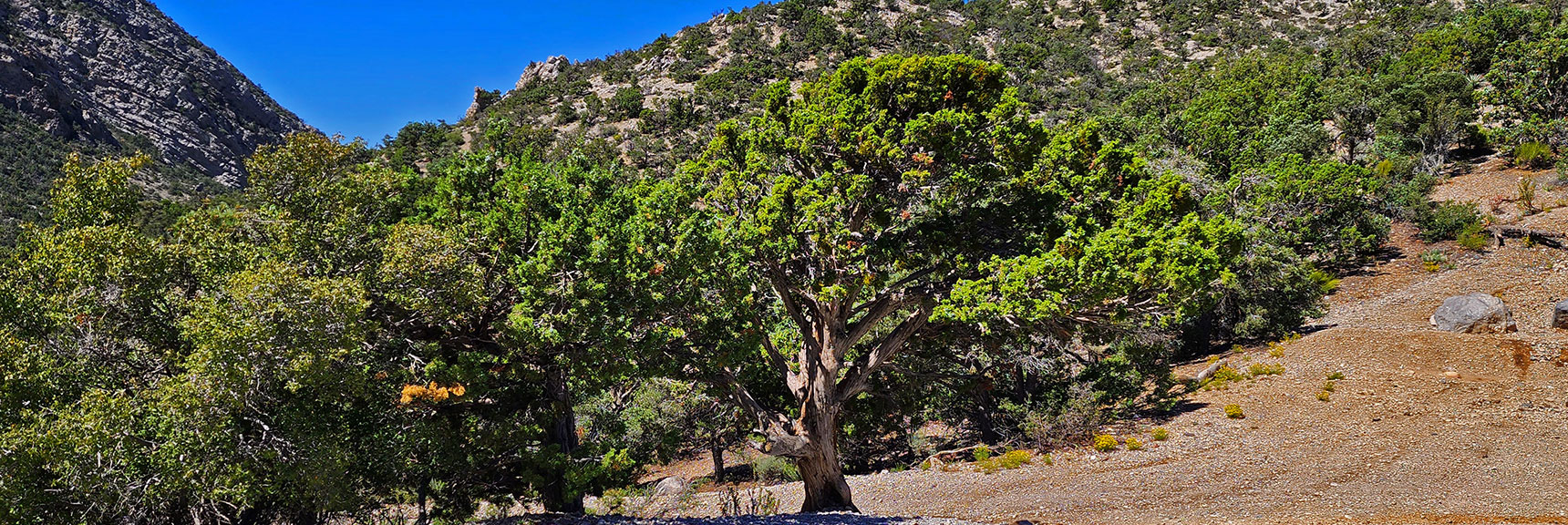 Passing Beautiful Juniper Tree to Head Back Down Rocky Gap Road. | Rocky Gap Rd to Bridge Mt Trailhead | Lovell Canyon, Nevada